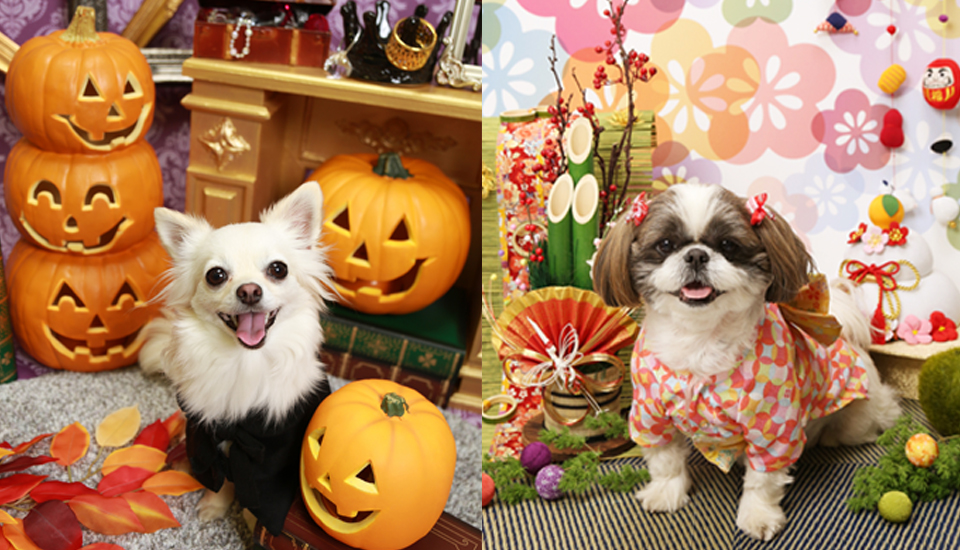9~10月の撮影テーマ
ハロウィン&お正月撮影会