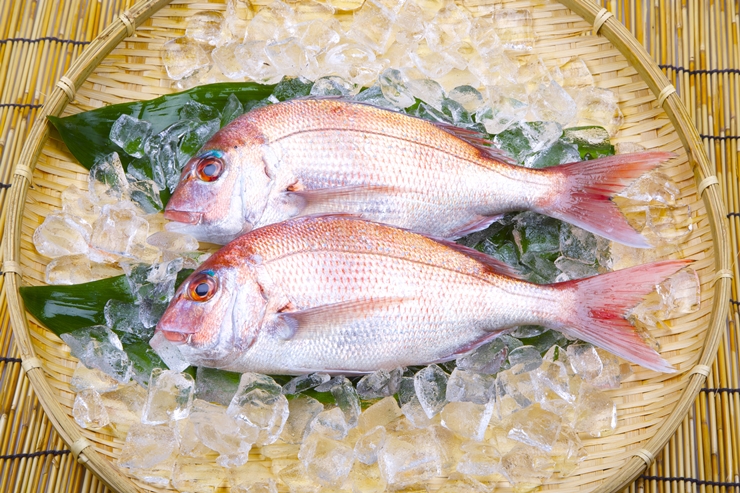 百日祝いの鯛（たい）の値段相場と入手方法