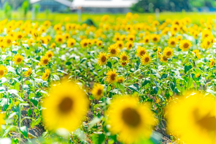 戌の日に安産祈願する際の服装｜夏の装い