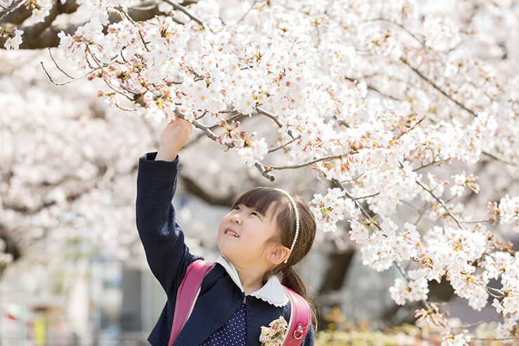 【桜がきれいな入学写真】桜の開花に合わせた撮影プラン