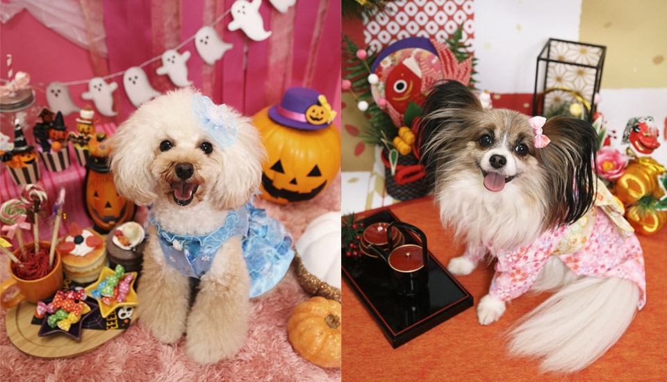 9~10月の撮影テーマ ハロウィン&お正月