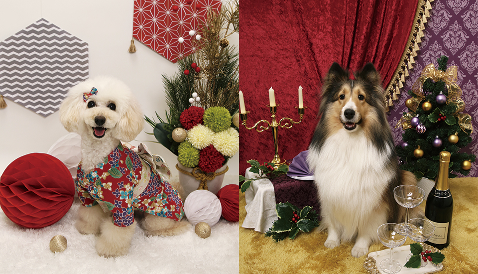 11月~12月の撮影テーマ
クリスマス&お正月撮影会